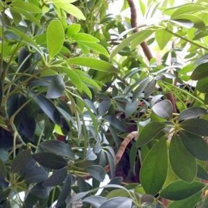 Meet your Posher, Monica